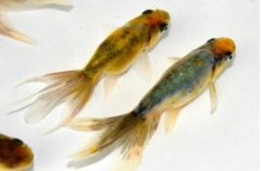 日本九旬老人耗时40年成功繁育出绿色金鱼
