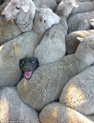 让人笑喷！黑狗深陷羊群照片爆红网络