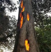 一棵大树从内部燃烧将自己烧成空壳