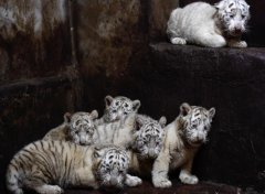 云南野生动物园白虎妈妈破纪录产下了6胞胎